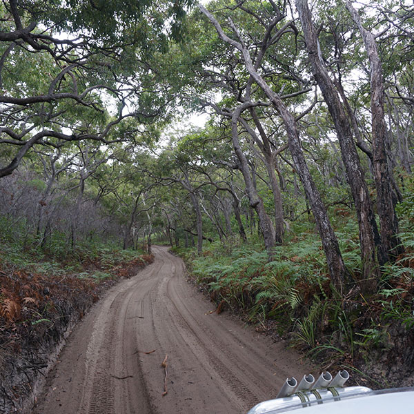 Dig's in the Valley - Fraser Island